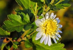 菊中“薰衣草”-神農(nóng)香菊，渾身是寶