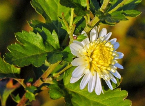菊中“薰衣草”-神農(nóng)香菊，渾身是寶