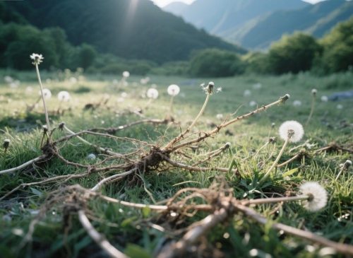 傳說(shuō)深處的根脈：神農(nóng)架蒲公英根的前世今生