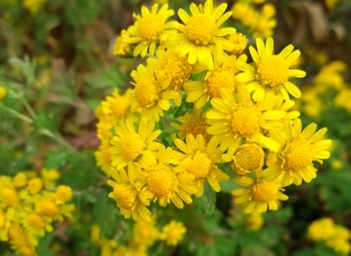 仙山蘊(yùn)靈草：探秘神農(nóng)架深處的金色芳香——神農(nóng)香菊