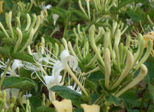 神農(nóng)金銀花：傳統(tǒng)本草智慧與現(xiàn)代價(jià)值的融合