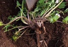 蒲公英根的功效與作用