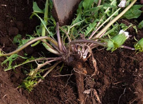 蒲公英根的功效與作用